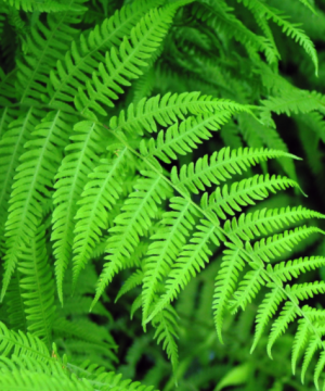 Fern New York (Thelypteris 'New York') - 1 gallon