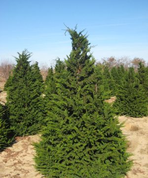 Fernspray False Cypress (Chamaecyparis obtusa 'Filicoides') - 3 gallon 30"