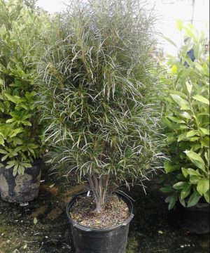 Fine Line® Buckthorn (Rhamnus frangula 'Ron Williams') - 1 gallon