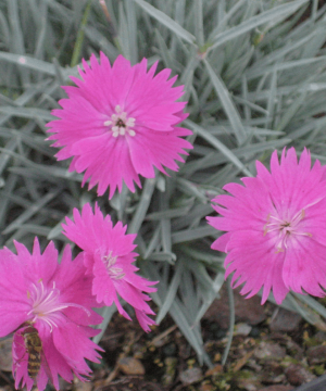 FireWitch Pinks (Dianthus gratianopolitanus 'Firewitch') - 1 gallon