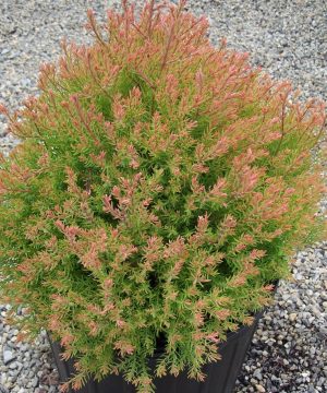 Fire Chief™ Arborvitae (Thuja occidentalis 'Congabe') - 3 gallon 12"