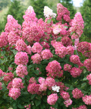 Fire Light® Panicle Hydrangea (Hydrangea 'P Fire Light') - 3 gallon