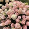 Fire Light Tidbit® Panicle Hydrangea (Hydrangea 'P Fire Light Tidbit') - 3 gallon