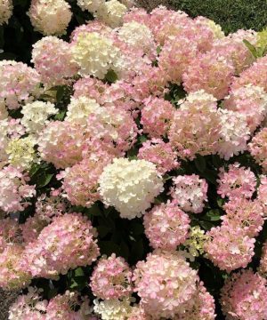 Fire Light Tidbit® Panicle Hydrangea (Hydrangea 'P Fire Light Tidbit') - 3 gallon