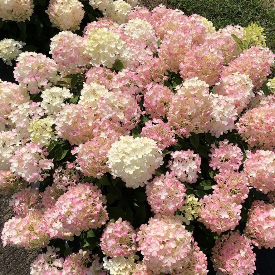 Fire Light Tidbit® Panicle Hydrangea (Hydrangea 'P Fire Light Tidbit') - 3 gallon
