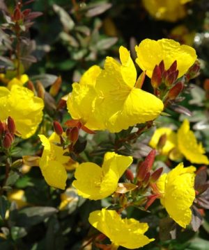 Fireworks Evening Primrose (Oenothera fireworks) - 1 gallon