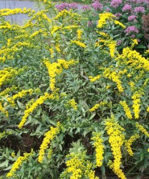 Fireworks Goldenrod (Solidago fireworks) - 1 gallon