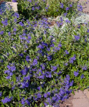 First Editions® Sapphire Surf™ Bluebeard (Caryopteris x clandonensis 'Blauer Splatz') - 2 gallon