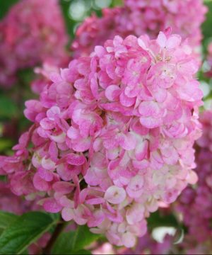 First Editions® Strawberry Sundae® Hydrangea (Hydrangea paniculata ‘Rensun’) - 2 gallon