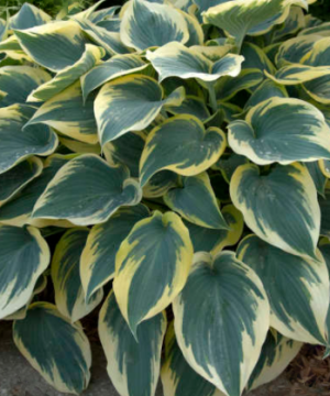 First Frost Plantain Lily (Hosta first 'First Frost') - 1 gallon