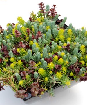 Flaming Carpet Stonecrop (Sedum 'Flaming Flaming Carpet') - 1 gallon