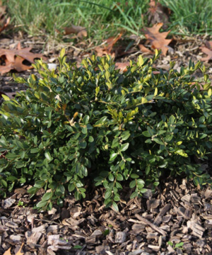 Flat-tery™ Boxwood (Buxus x 'Flat-Tery') - 3 gallon 12"