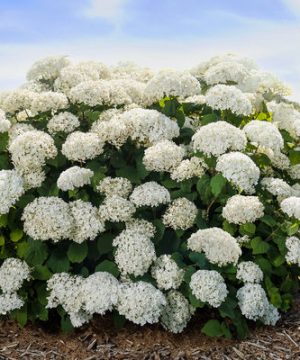 FlowerFull® Smooth Hydrangea (Hydrangea arborescens 'Flowerfull') - 3 gallon