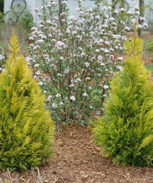 Fluffy® Western Arborvitae (Thuja plicata 'Fluffy') - 3 gallon