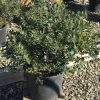 Forever Emerald™ Inkberry (Ilex glabra 'Forever Emerald') - 3 gallon 15"