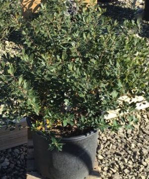 Forever Emerald™ Inkberry (Ilex glabra 'Forever Emerald') - 3 gallon 15"
