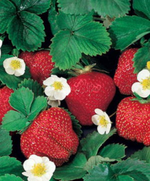 Fragaria Ozark Beauty Everbearing Strawberry (Fragaria ozark 'Beauty') - 1 gallon