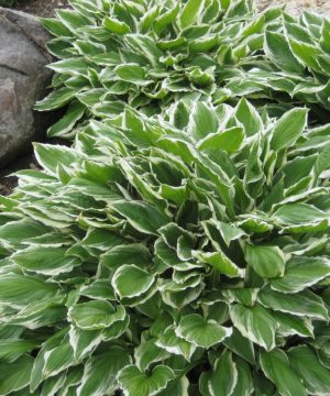 Francee Plantain Lily (Hosta francee 'Francee') - 1 gallon