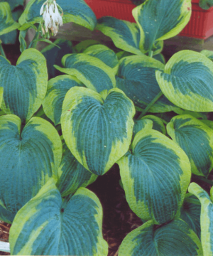 Francis Williams Plantain Lily (Hosta francis 'Williams') - 1 gallon