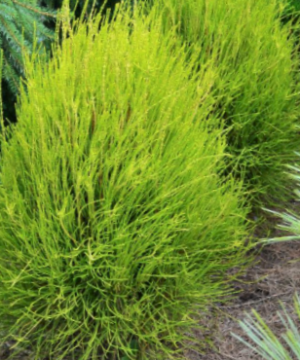 Franky Boy Arborvitae (Thuja occidentalis 'Franky Boy') - 3 gallon 15"