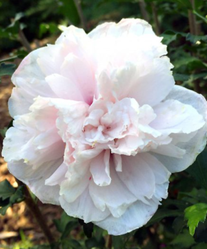 French Cabaret™ Blush Hibiscus (Hibiscus syriacus 'French Cabaret Blush') - 3 gallon 18"