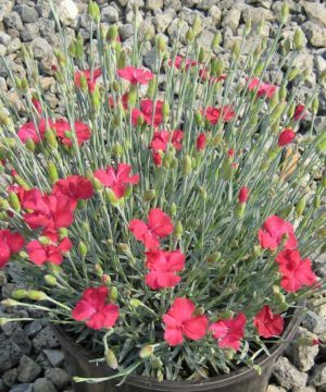 Frosty Fire Pinks (Dianthus gratianopolitanus 'Frosty Fire') - 1 gallon