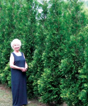 Full Speed A Hedge® American Pillar Arborvitae (Thuja occidentalis 'American Pillar') - 3 gallon 42"