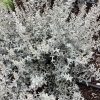 GardenGhost™ Artemesia (Artemisia garden 'Ghost') - 1 gallon