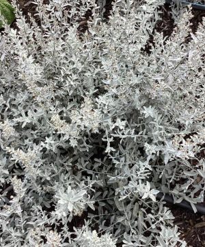 GardenGhost™ Artemesia (Artemisia garden 'Ghost') - 1 gallon
