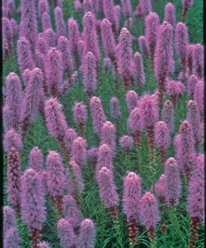 Gayfeather (Liatris kobold) - 1 gallon