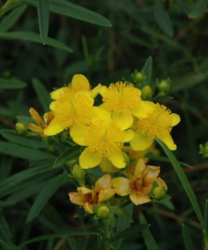 Gemo St. Johnswort (Hypericum kalmianum 'Gemo') - 2 gallon 10"