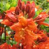Gibraltar Azalea (Azalea 'Exbury Gibraltar') - 3 gallon 15"