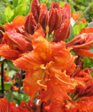 Gibraltar Azalea (Azalea 'Exbury Gibraltar') - 3 gallon 15"