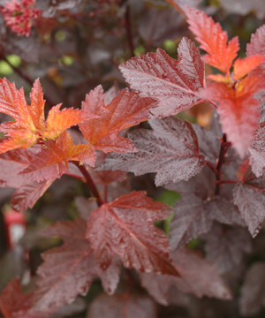 Ginger Wine® Ninebark (Physocarpus O 'Ginger Wine') - 3 gallon 15"
