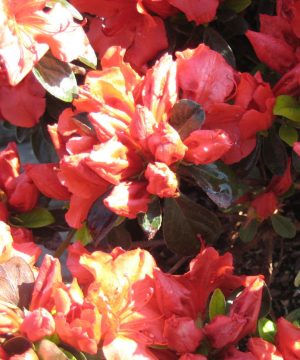 Girard’s Crimson Azalea (Azalea x 'Girard Crimson') - 3 gallon 15"