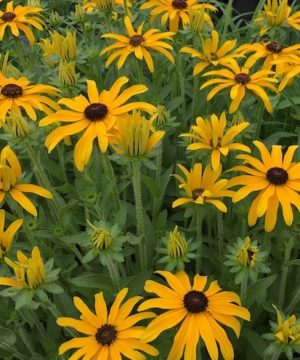 Glitters LIke Gold Black Eyed Susan (Rudbeckia x 'Glitters Like Gold') - 1 gallon