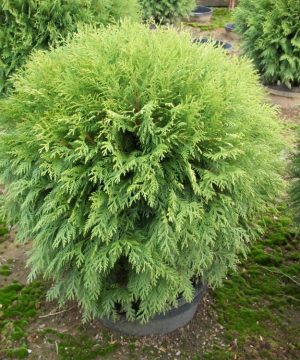 Globe Arborvitae (Thuja occidentalis 'Woodwardii') - 3 gallon 12"