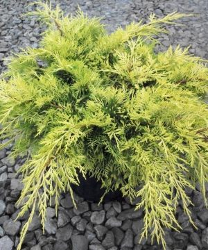 Gold Lace™ Juniper (Juniperus chinensis 'Gold Lace') - 3 gallon 12 to 15"