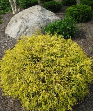 Gold Mop Cypress (Chamaecyparis pisifera 'Mops') - 2 gallon 12"