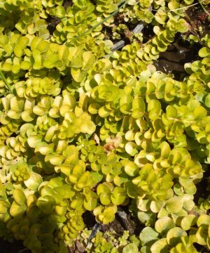 Golden Creeping Jenny (Lysimachia nummularia 'Aurea') - 1 gallon