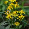 Golden Groundsel (Packera aurea) - 1 gallon