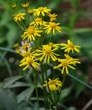 Golden Groundsel (Packera aurea) - 1 gallon