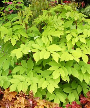 Golden Japanese Spikenard (Aralia cordata 'Sun King') - 1 gallon
