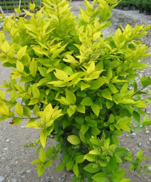Golden Vicary Privet (Ligustrum x vicary 'Vicaryi') - 3 gallon 15"