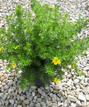 Goldfinger Cinquefoil (Potentilla fruticosa 'Goldfinger') - 2 gallon 10"