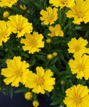 Goldilocks Tickseed (Coreopsis x 'Lil Bang Goldi Locks') - 1 gallon
