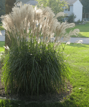 Gracillimus Maiden Grass (Miscanthus sinensis 'Gracillimus') - 1 gallon