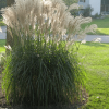Gracillimus Maiden Grass (Miscanthus sinensis 'Gracillimus') - 3 gallon