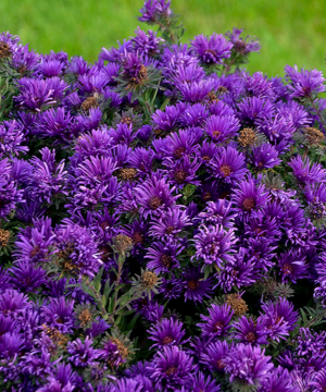 Grape Crush New England Aster (Aster grape 'Crush') - 1 gallon
