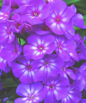 Grape Lollipop™ Phlox (Phlox paniculata 'Ditomsur') - 1 gallon